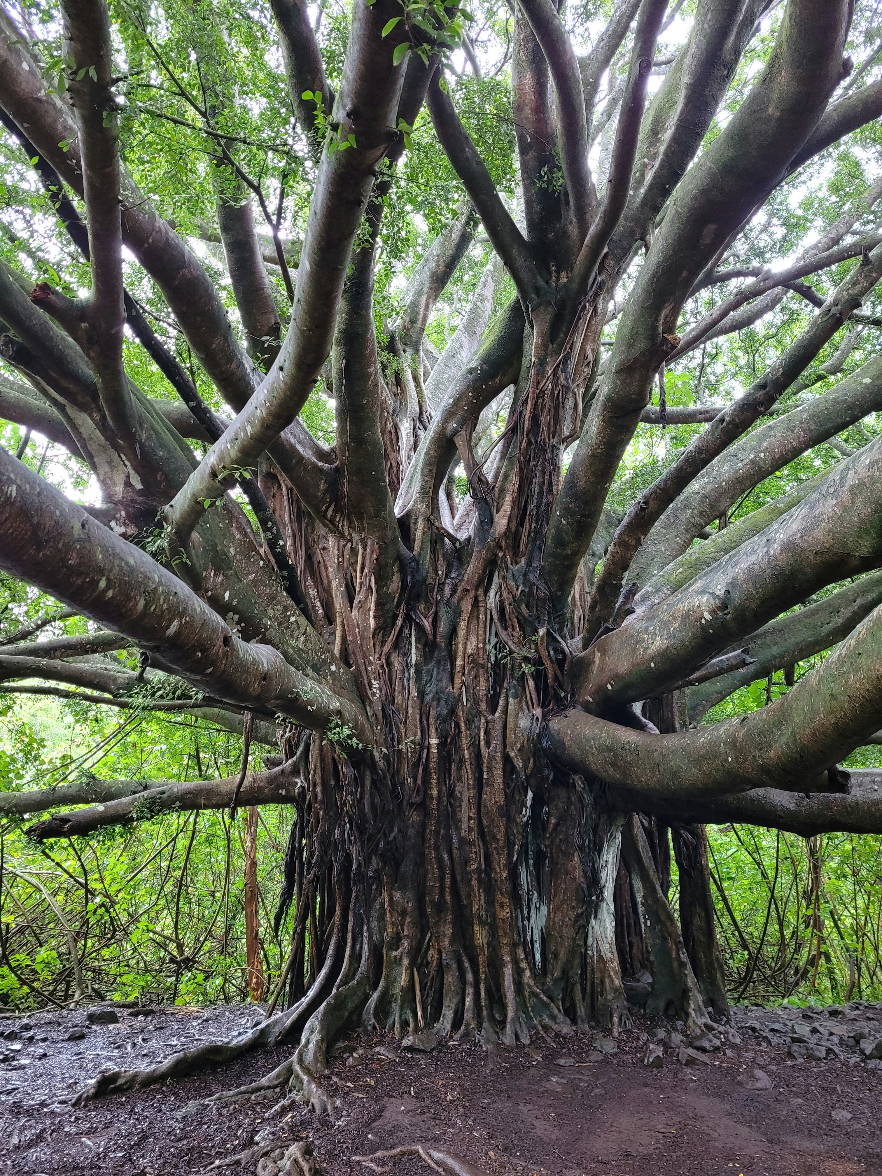 Sacred banyan tree with aerial roots, ancient forest sanctuary, dappled green light