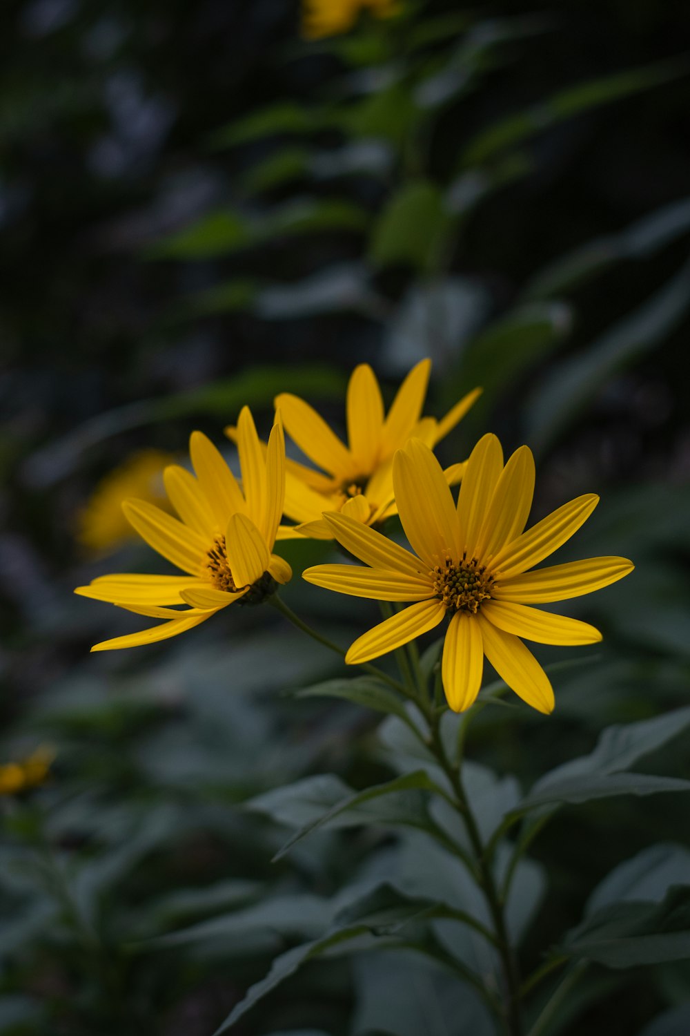yellow flower in tilt shift lens