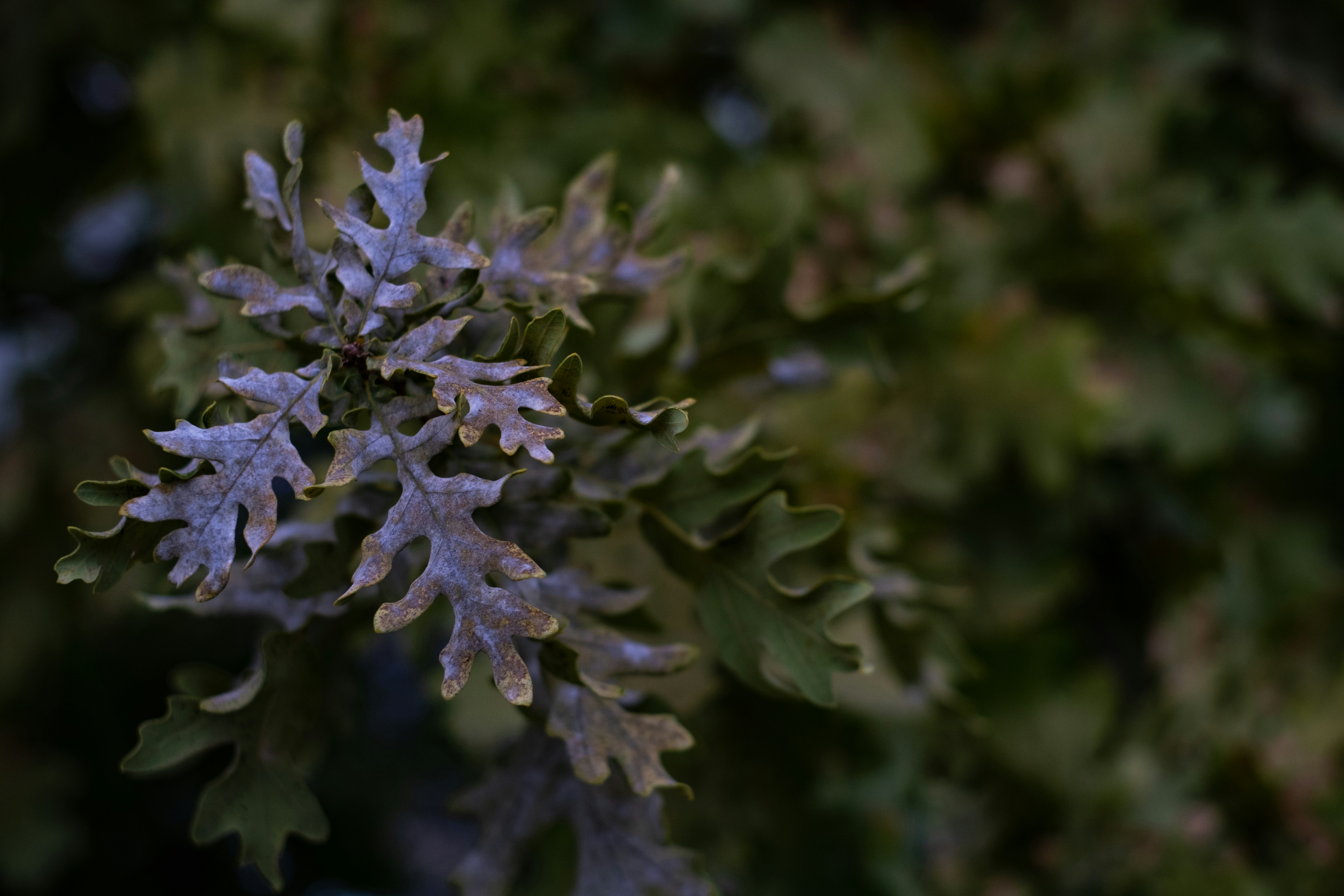 blue flower in tilt shift lens