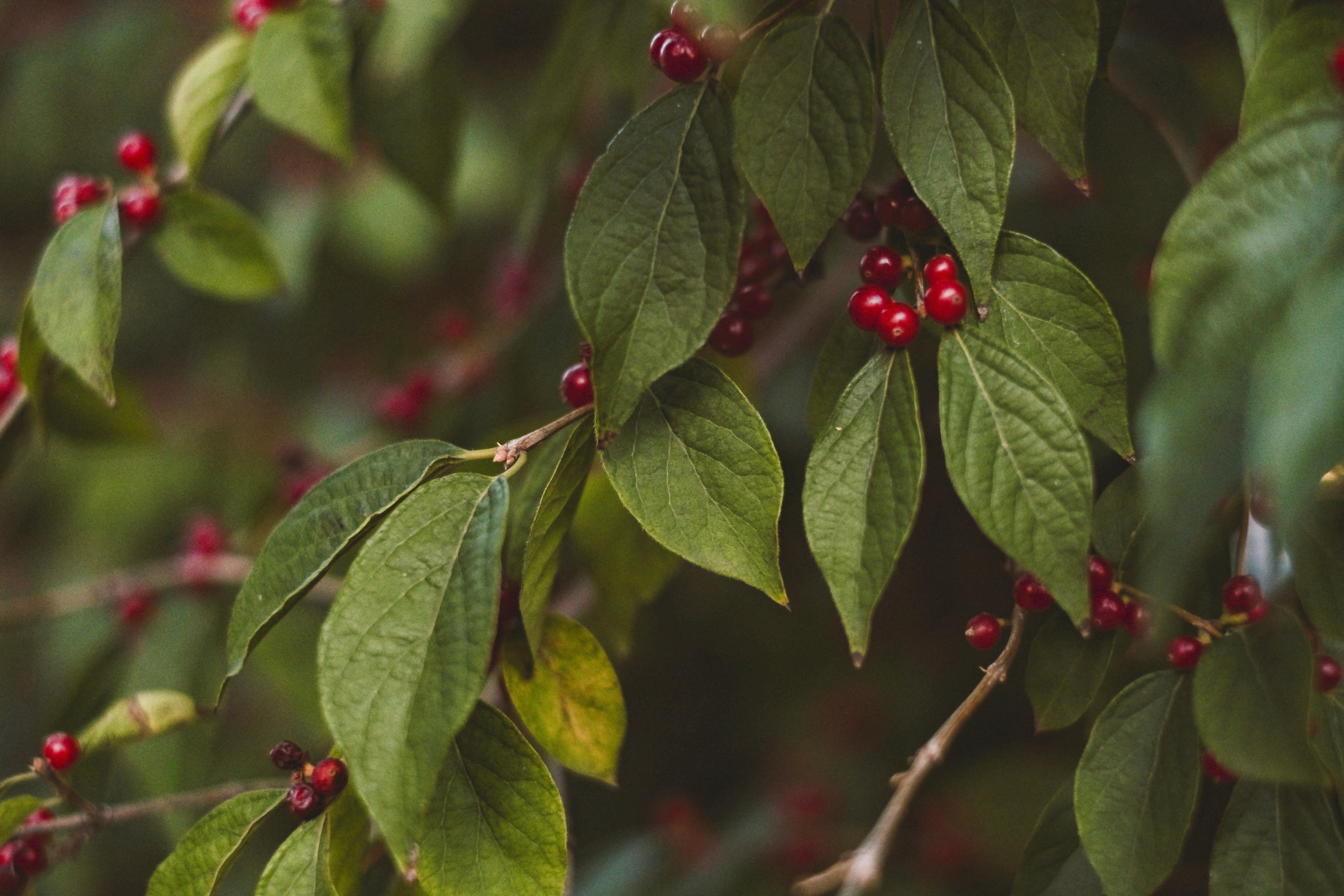 red round fruits on brown tree branch