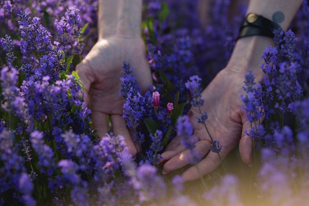 person holding purple flower during daytime