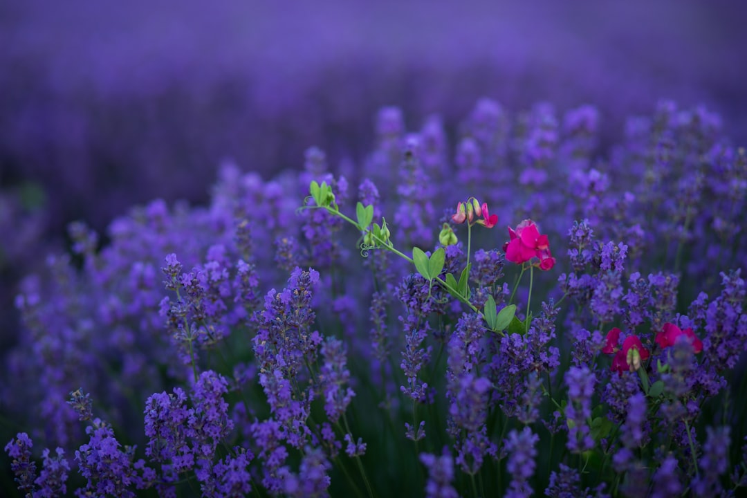 purple flower field during daytime