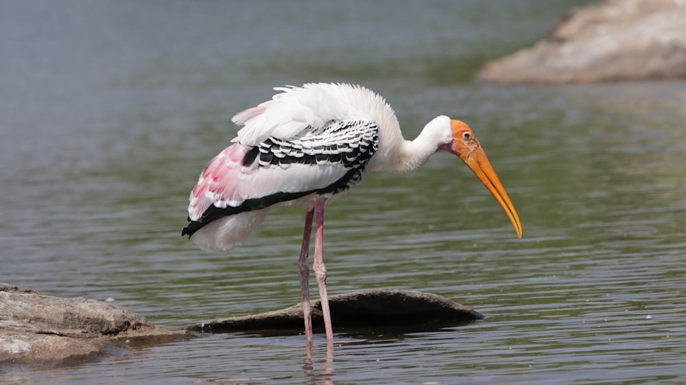 white stork on brown wooden log