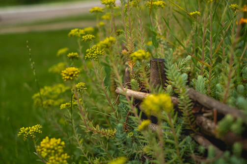 Close-up of vibrant wildflowers growing beside a rustic wooden fence.
