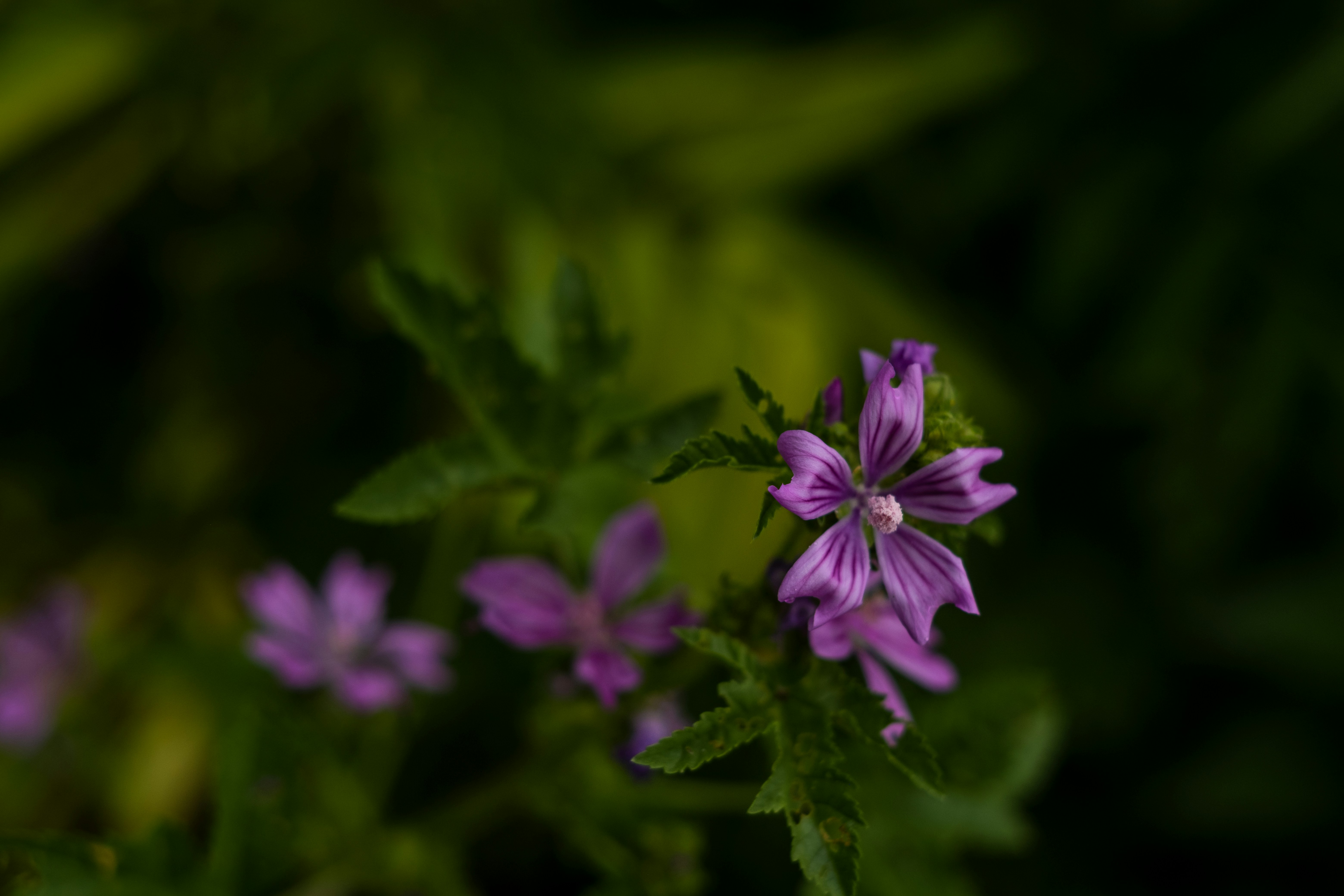 purple flower in tilt shift lens
