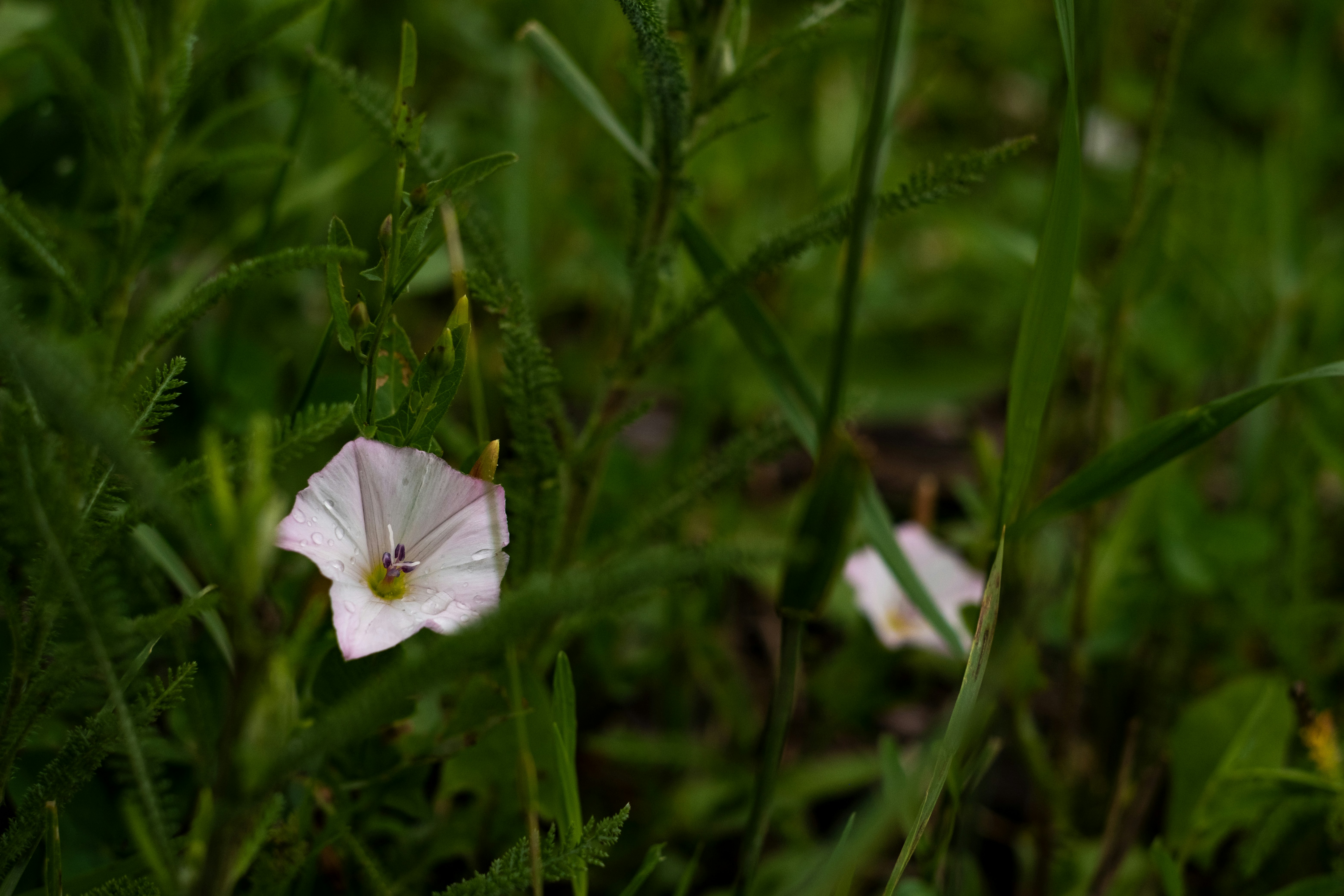 white flower in tilt shift lens