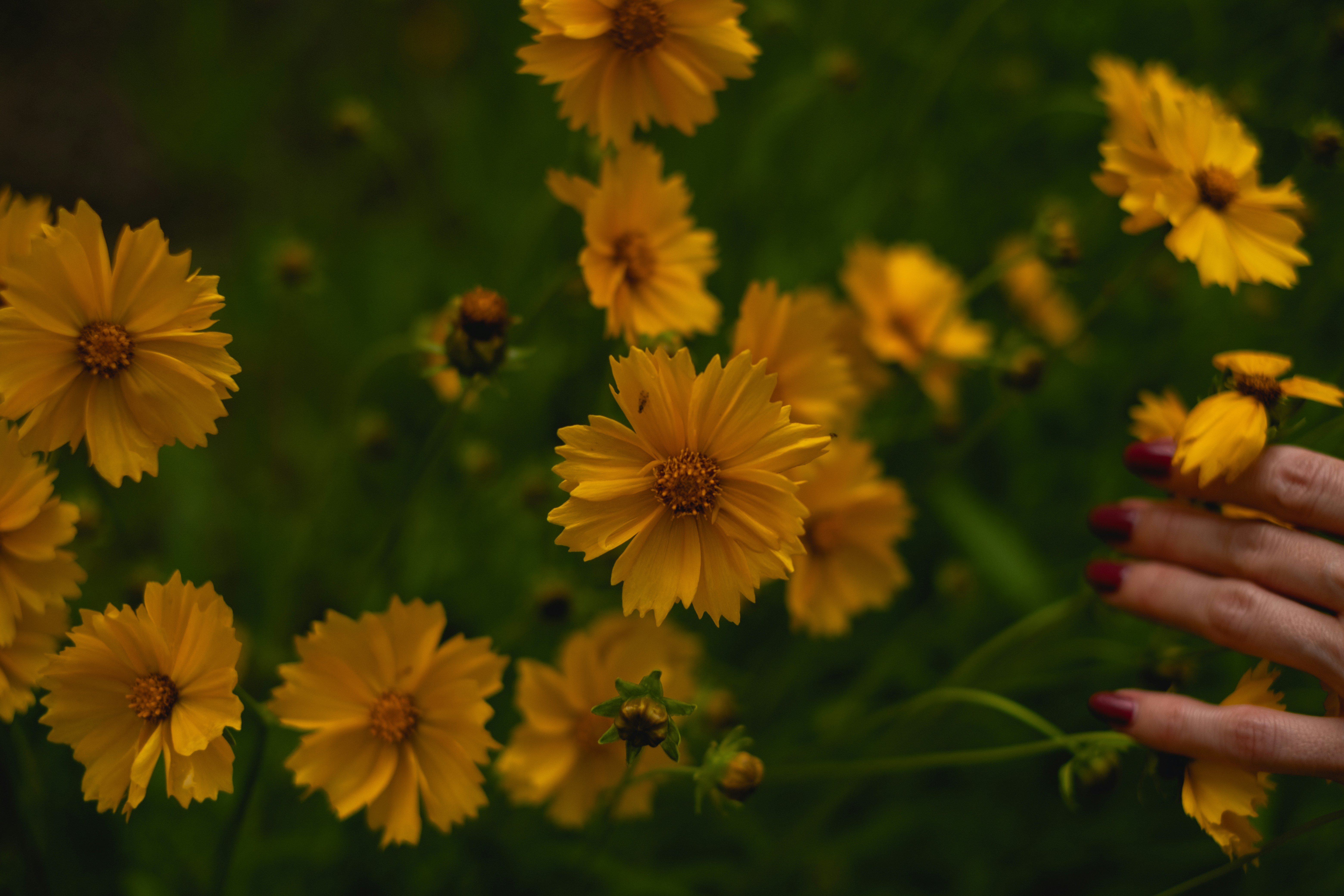 yellow flowers in tilt shift lens