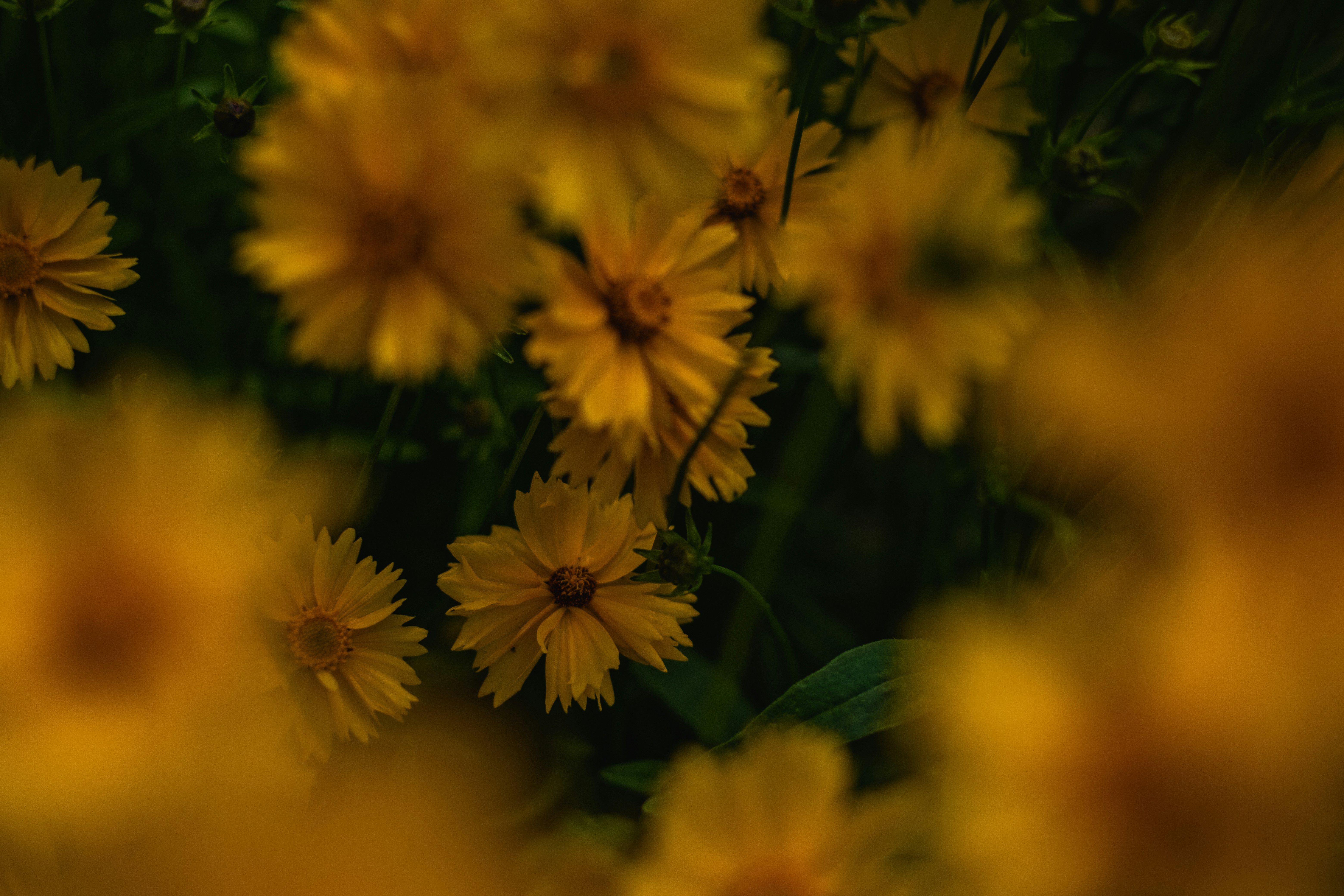 yellow flowers in tilt shift lens