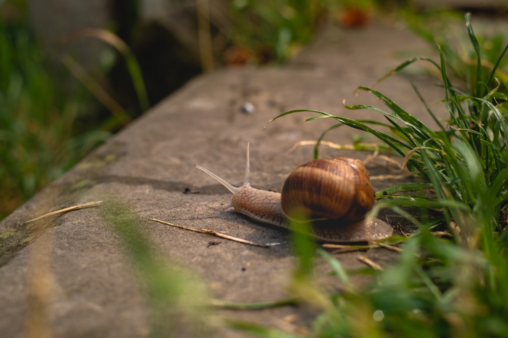 brown snail on brown concrete floor