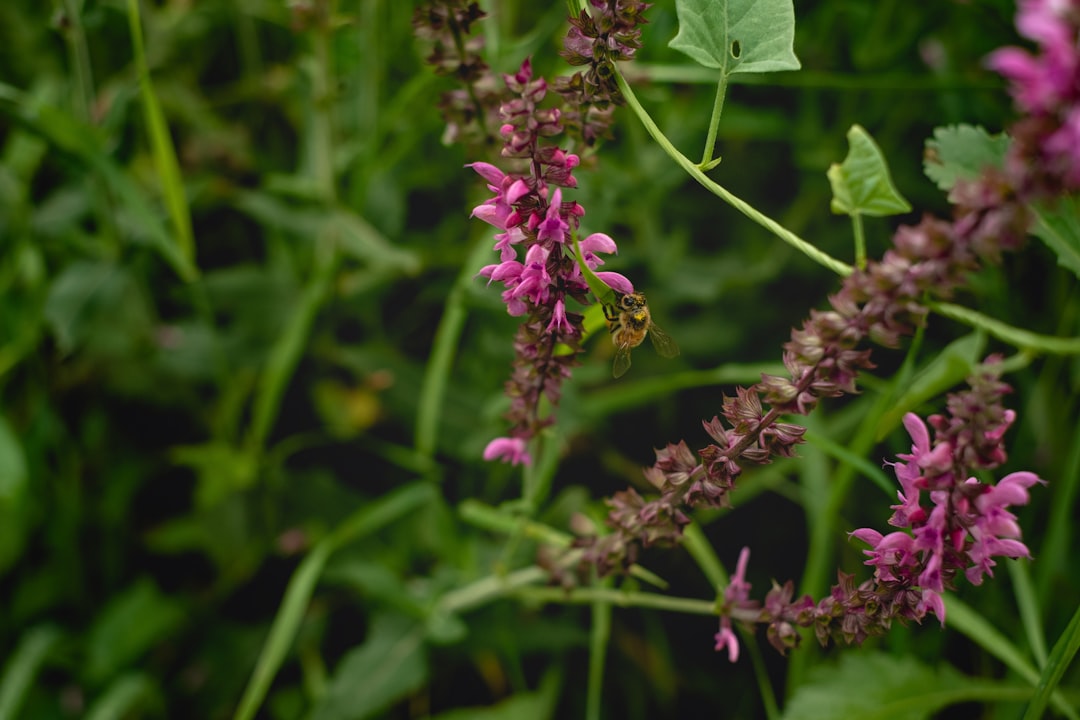 brown bee on purple flower