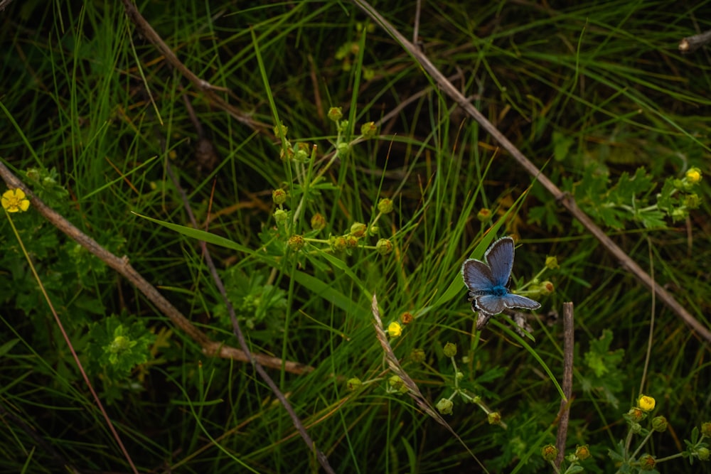 blue and white butterfly on green plant