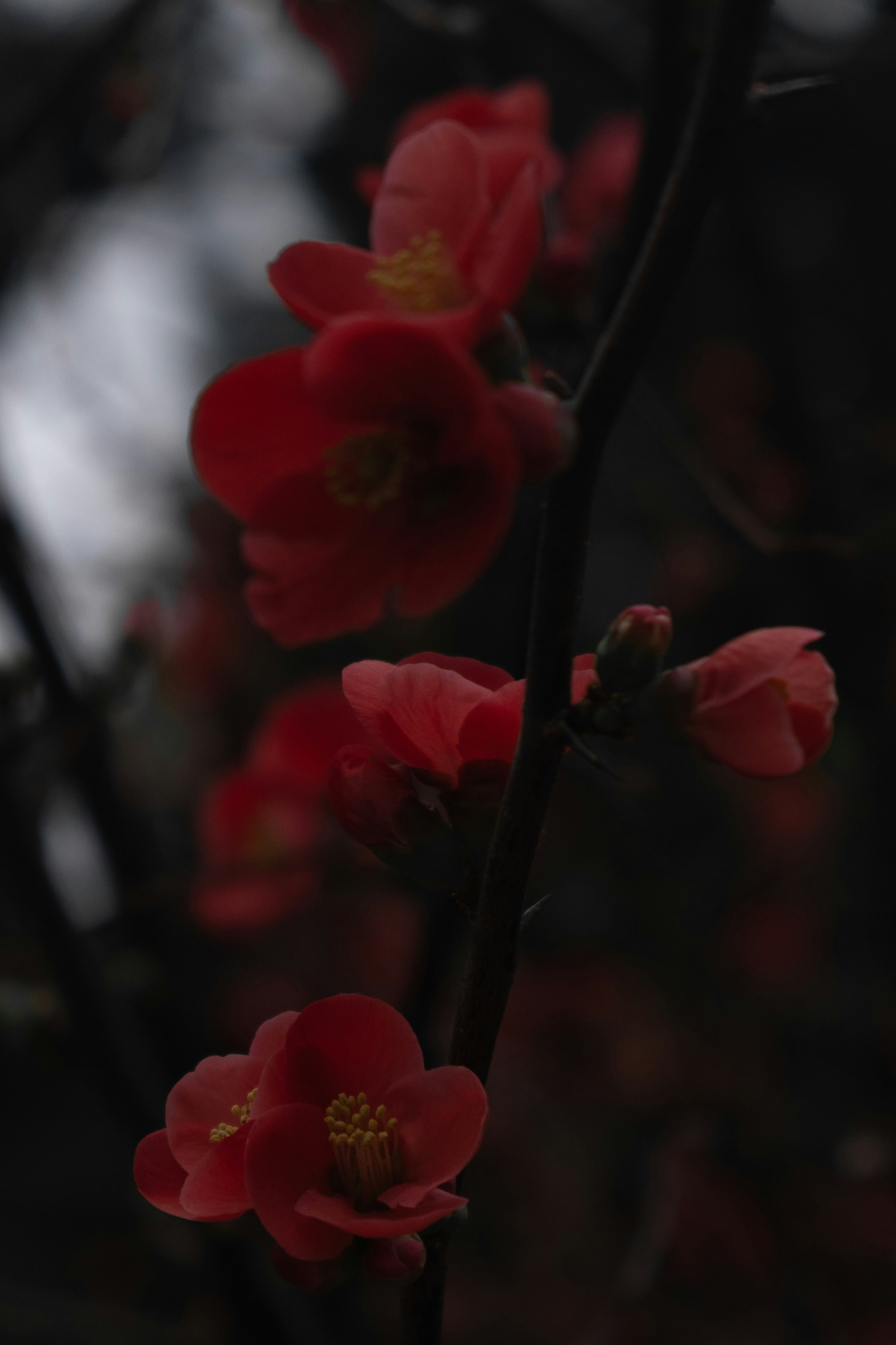 red flower in tilt shift lens