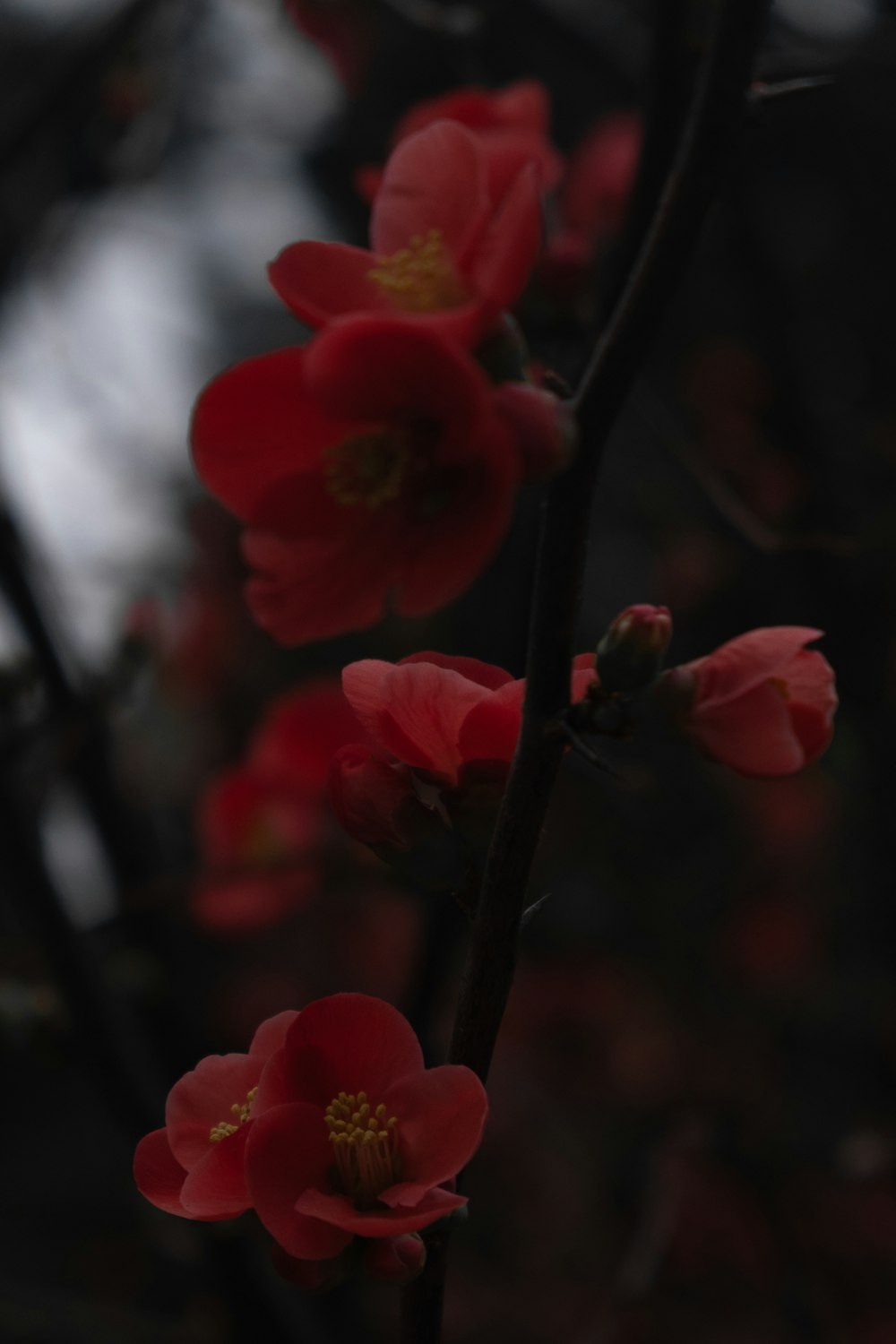 red flower in tilt shift lens