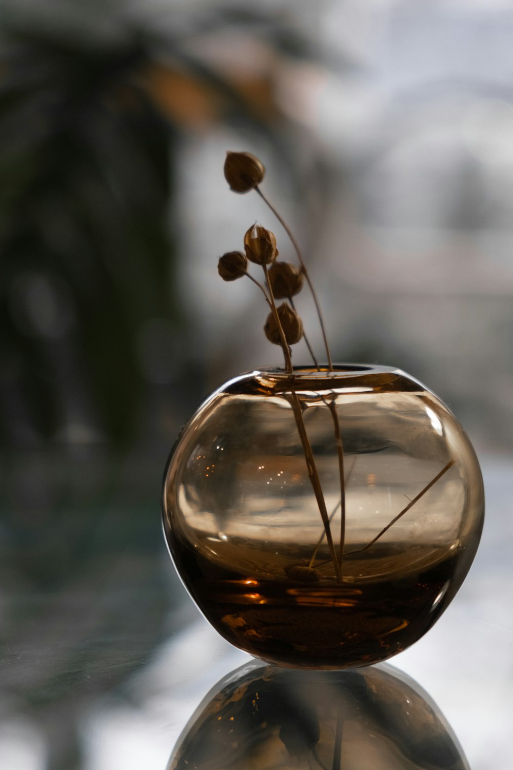 bola de vidrio transparente con planta marrón