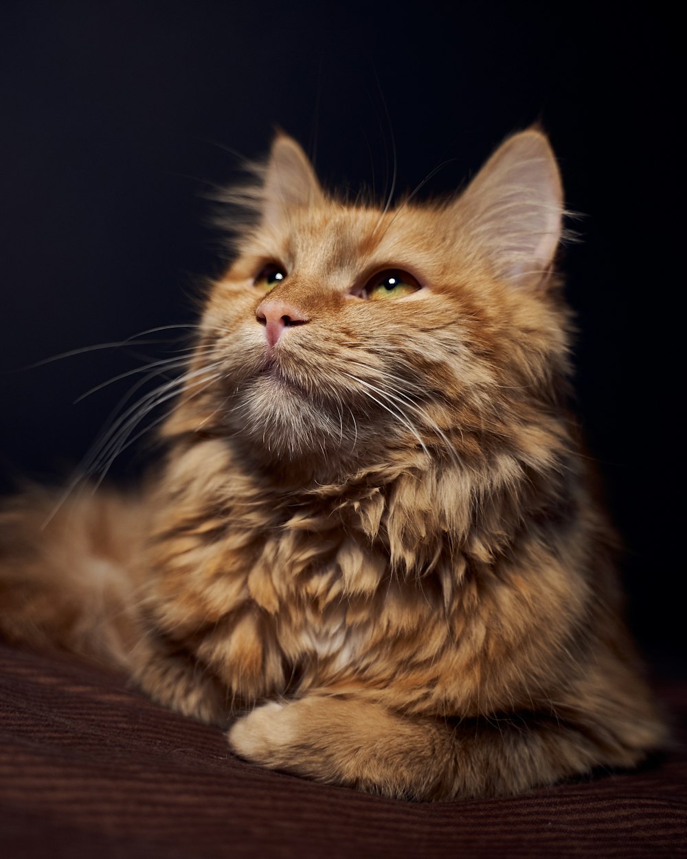 orange tabby cat on brown wooden table