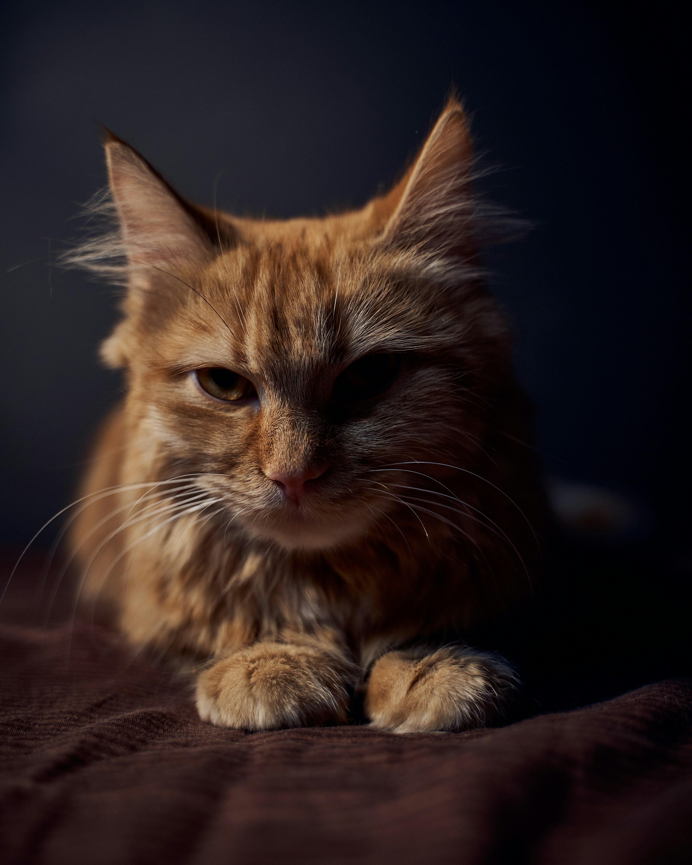orange tabby cat on brown textile