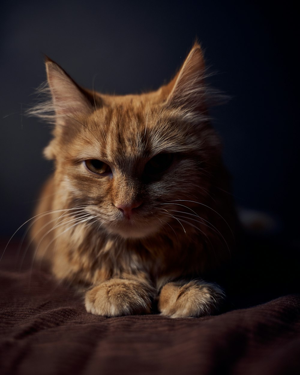 orange tabby cat on brown textile