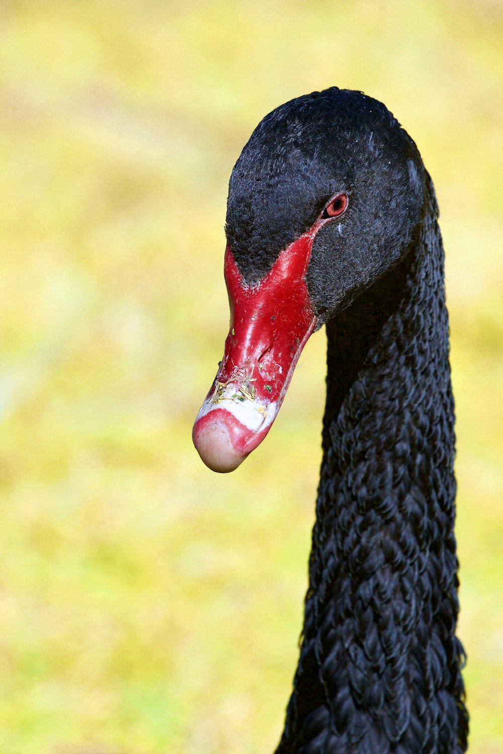 cisne negro con pico rojo
