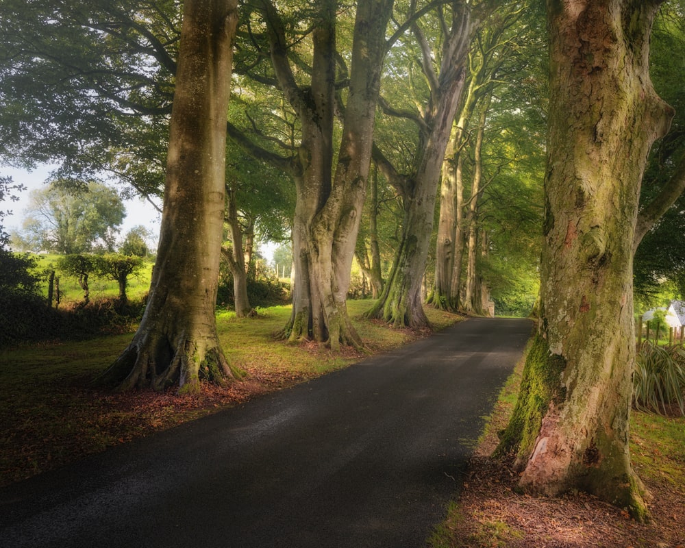 gray concrete road between green trees during daytime