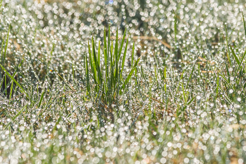 weiße und blaue Blüten mit grünen Blättern