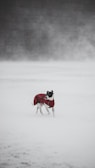 A dog wearing a red coat stands in a snowy landscape. The scene is dominated by white snow, giving an impression of a cold, wintry environment. The background is blurred, creating a sense of isolation and tranquility.