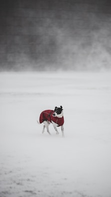A dog wearing a red coat stands in a snowy landscape. The scene is dominated by white snow, giving an impression of a cold, wintry environment. The background is blurred, creating a sense of isolation and tranquility.