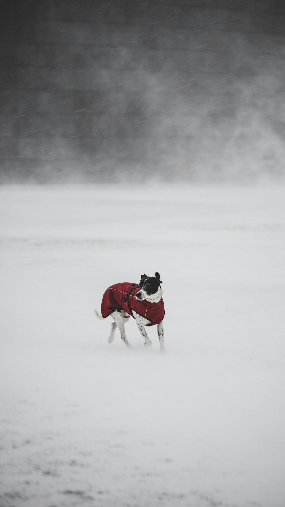 분홍색 재킷과 흰색 바지를 입은 여자가 눈 위에 흑백 짧은 코트 개를 들고 있다