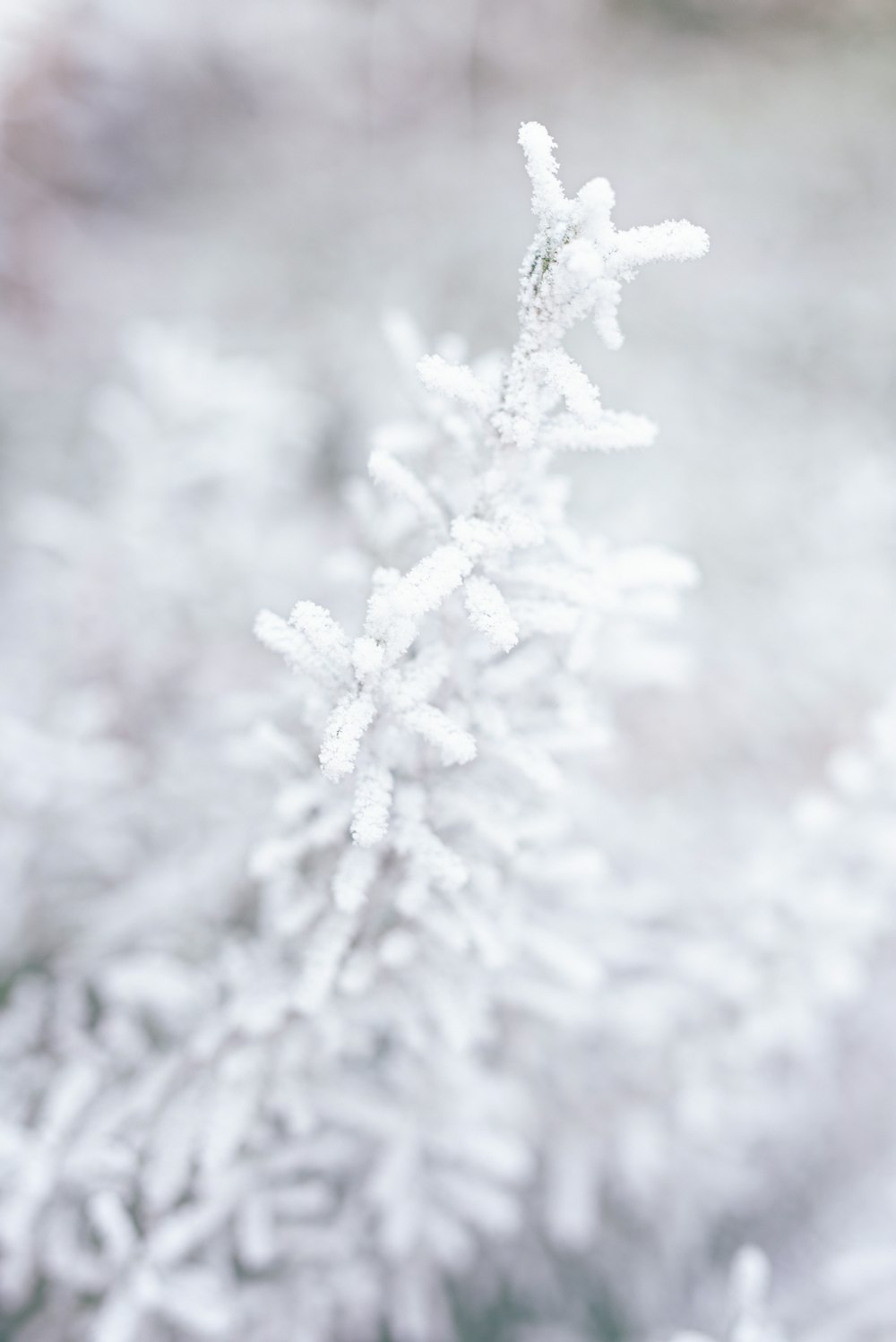neige blanche sur une branche d’arbre