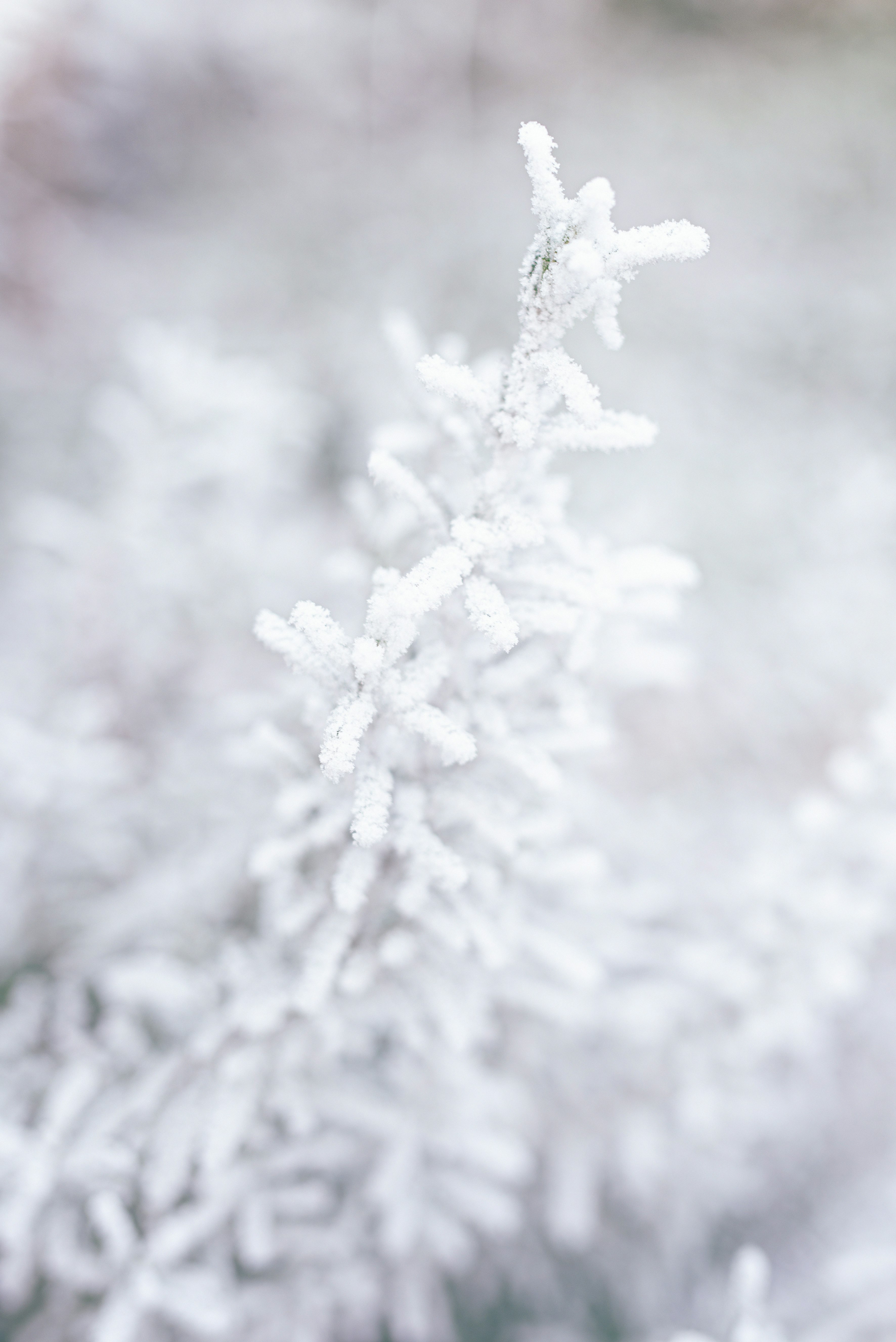 white snow on tree branch