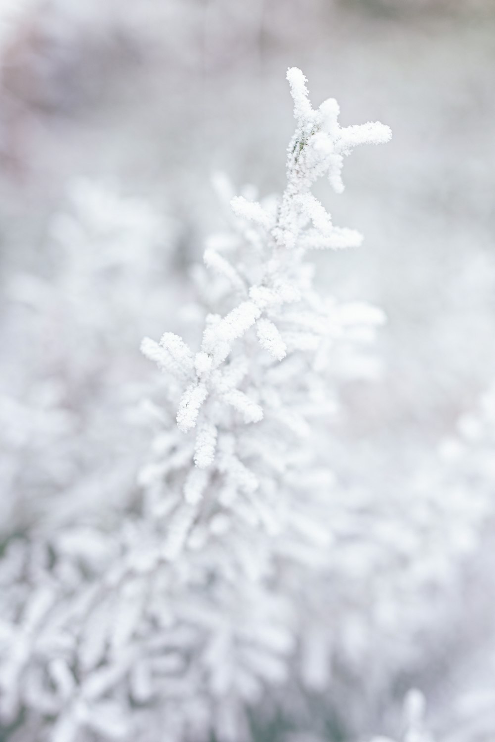 white snow on tree branch