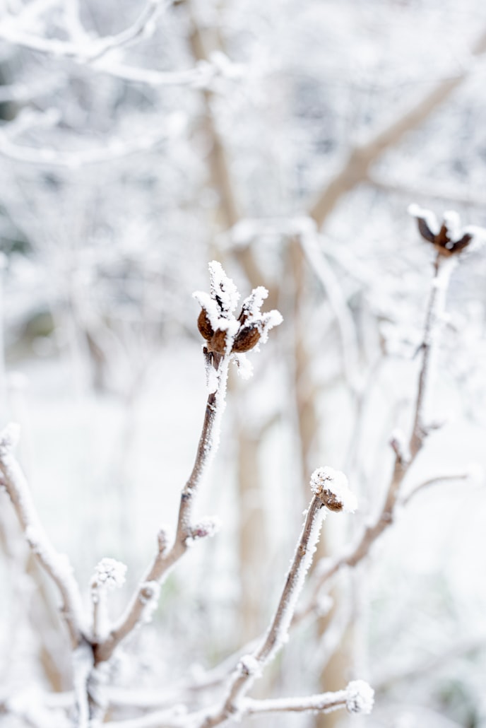 winter tuin