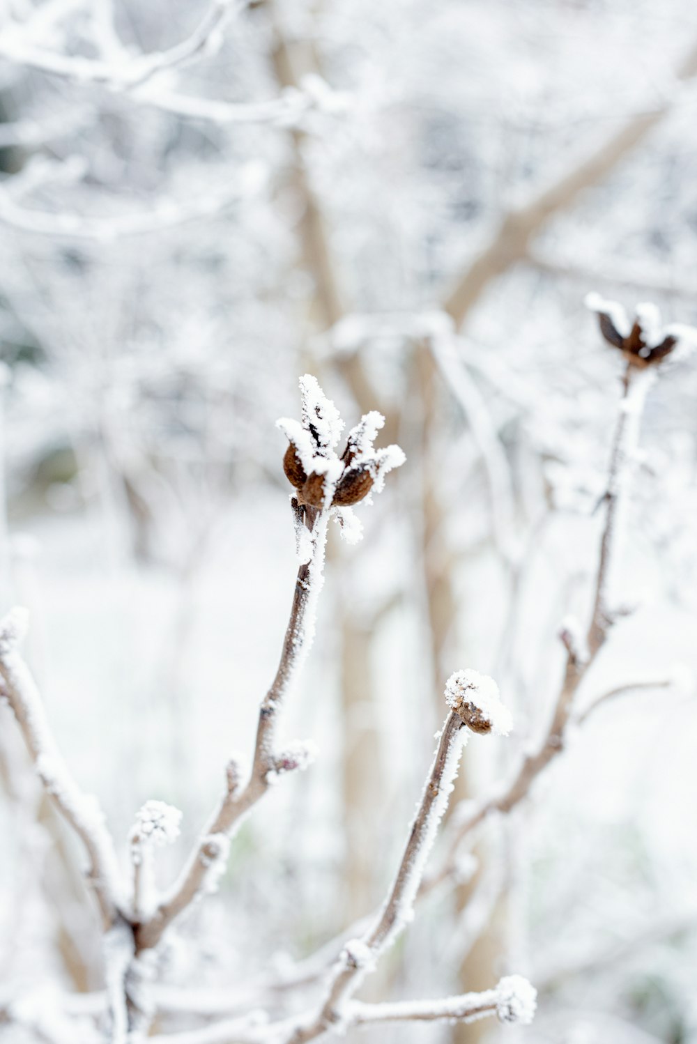 white flowers on brown stem