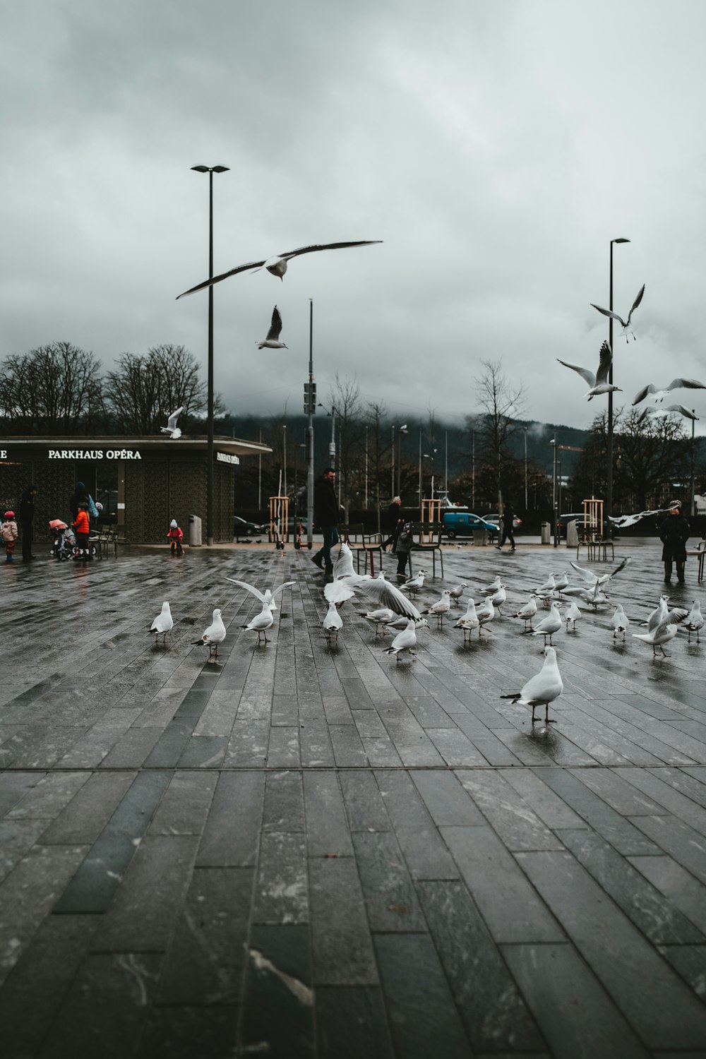 flock of white birds on gray concrete pavement during daytime