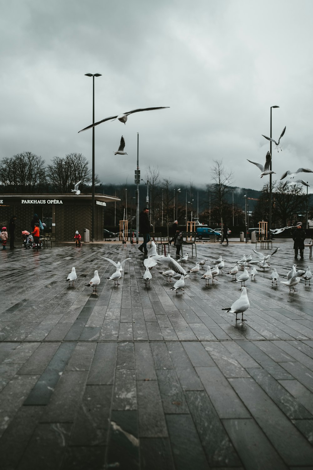 stormo di uccelli bianchi sul marciapiede di cemento grigio durante il giorno