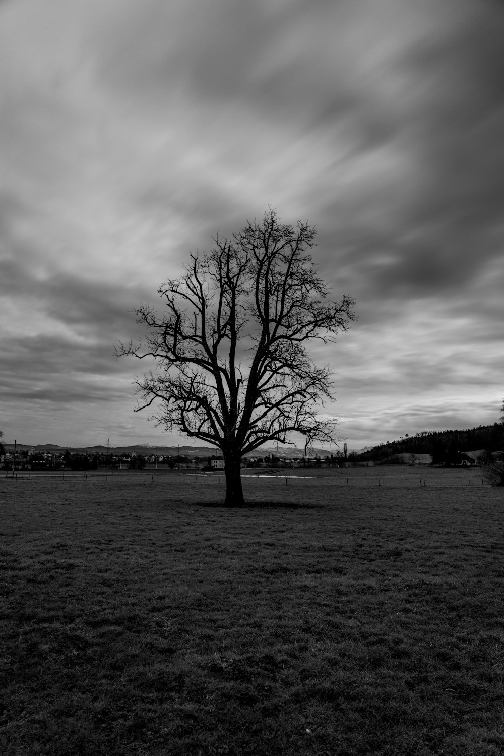 grayscale photo of bare tree on grass field