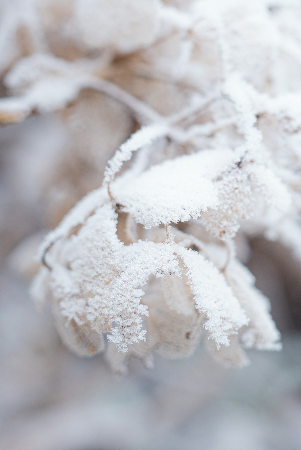 white and brown ice on brown stem