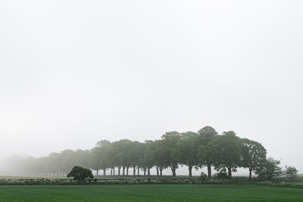 a foggy field with a row of trees in the distance