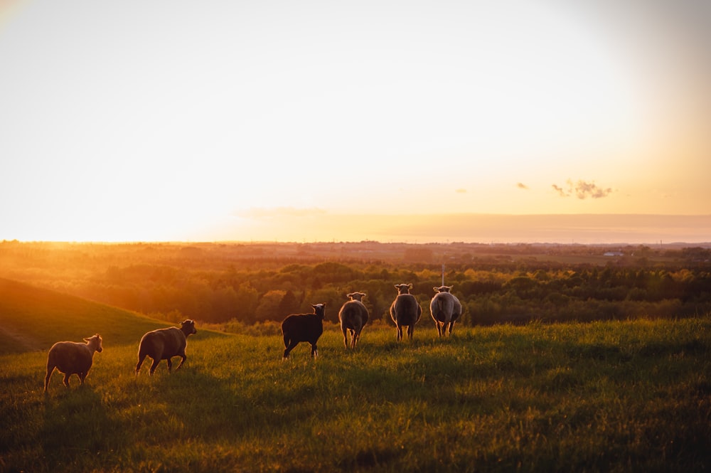 herd of cow on green grass field during daytime