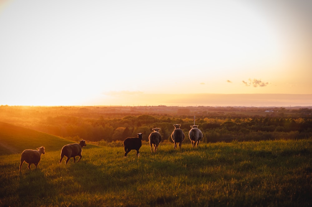 mandria di mucche sul campo di erba verde durante il giorno