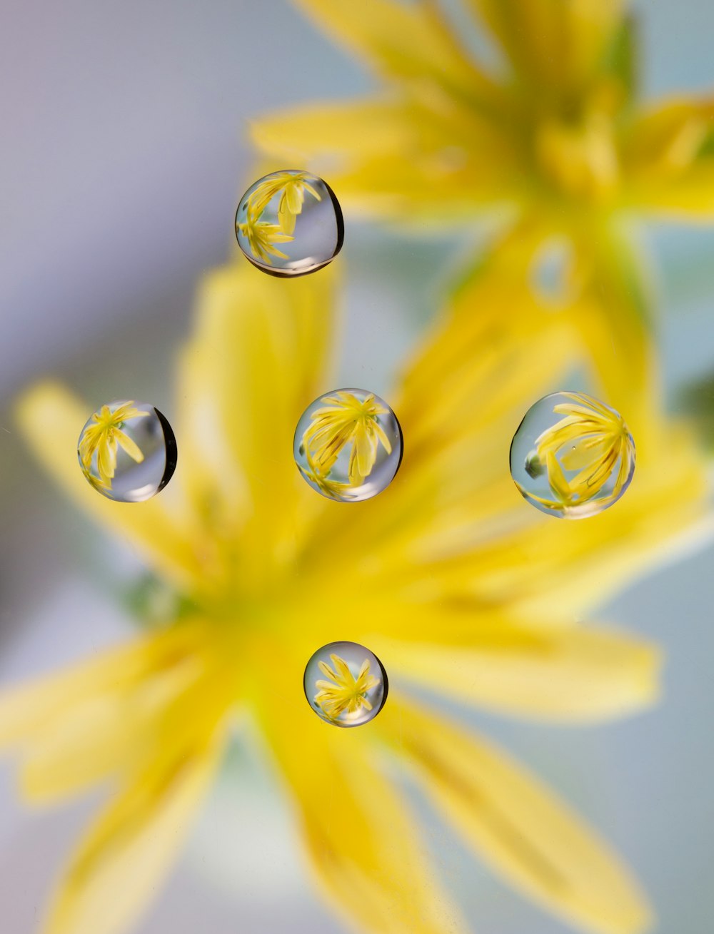 water droplets on yellow flower