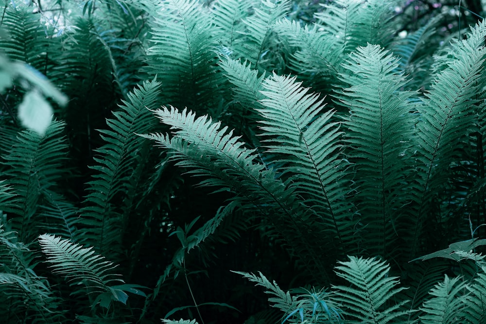 green plant in close up photography