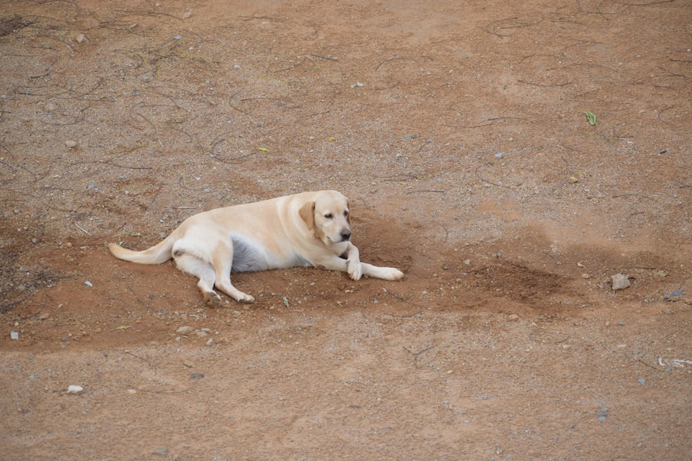 yellow labrador retriever lying on brown sand during daytime