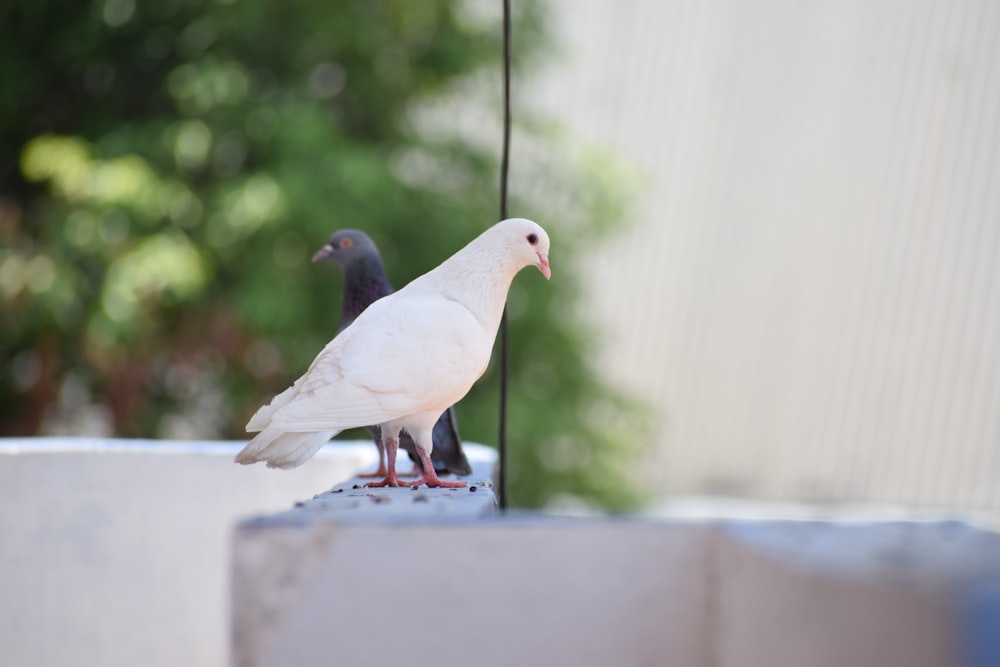 white and gray bird on white concrete wall during daytime