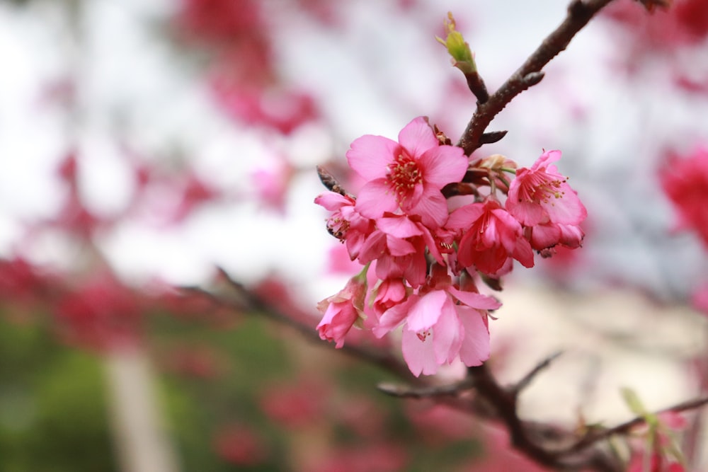 Flor de cerezo rosa en fotografía de primer plano