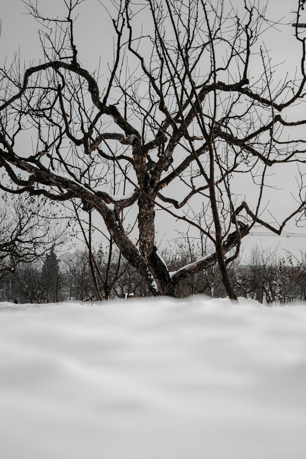 brown bare tree on snow covered ground during daytime