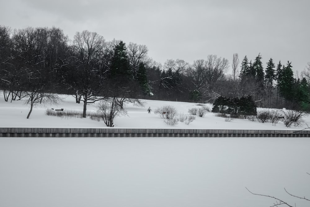 snow covered trees near body of water during daytime