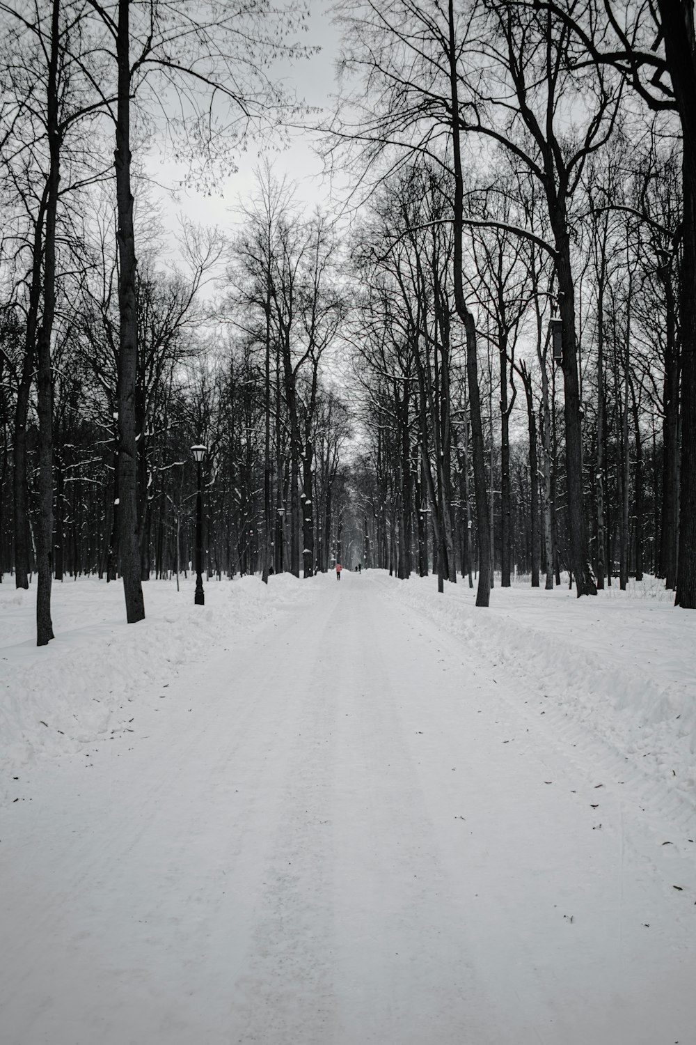 snow covered road between bare trees during daytime