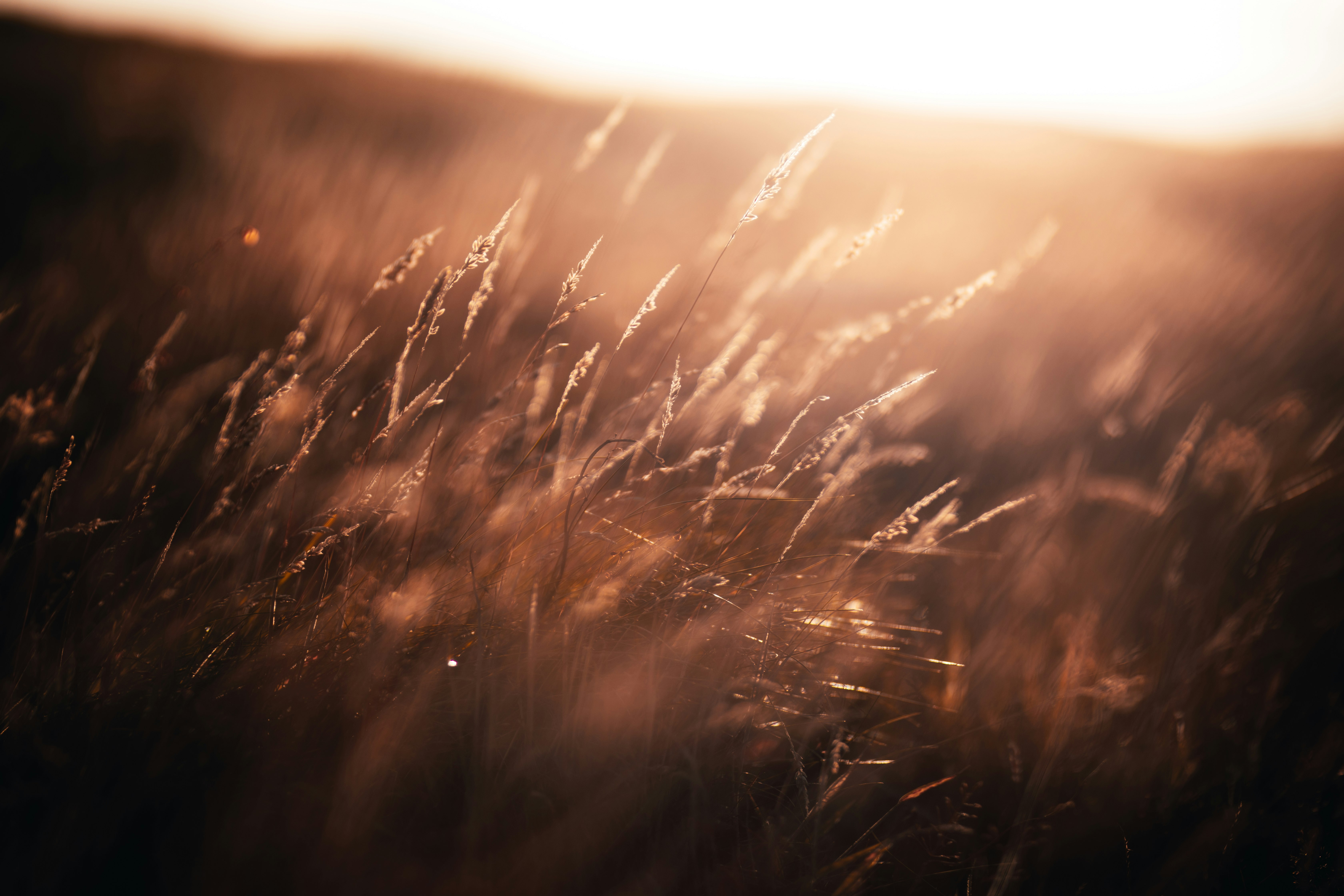 brown grass field during sunset