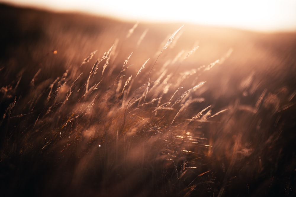 Braunes Grasfeld bei Sonnenuntergang