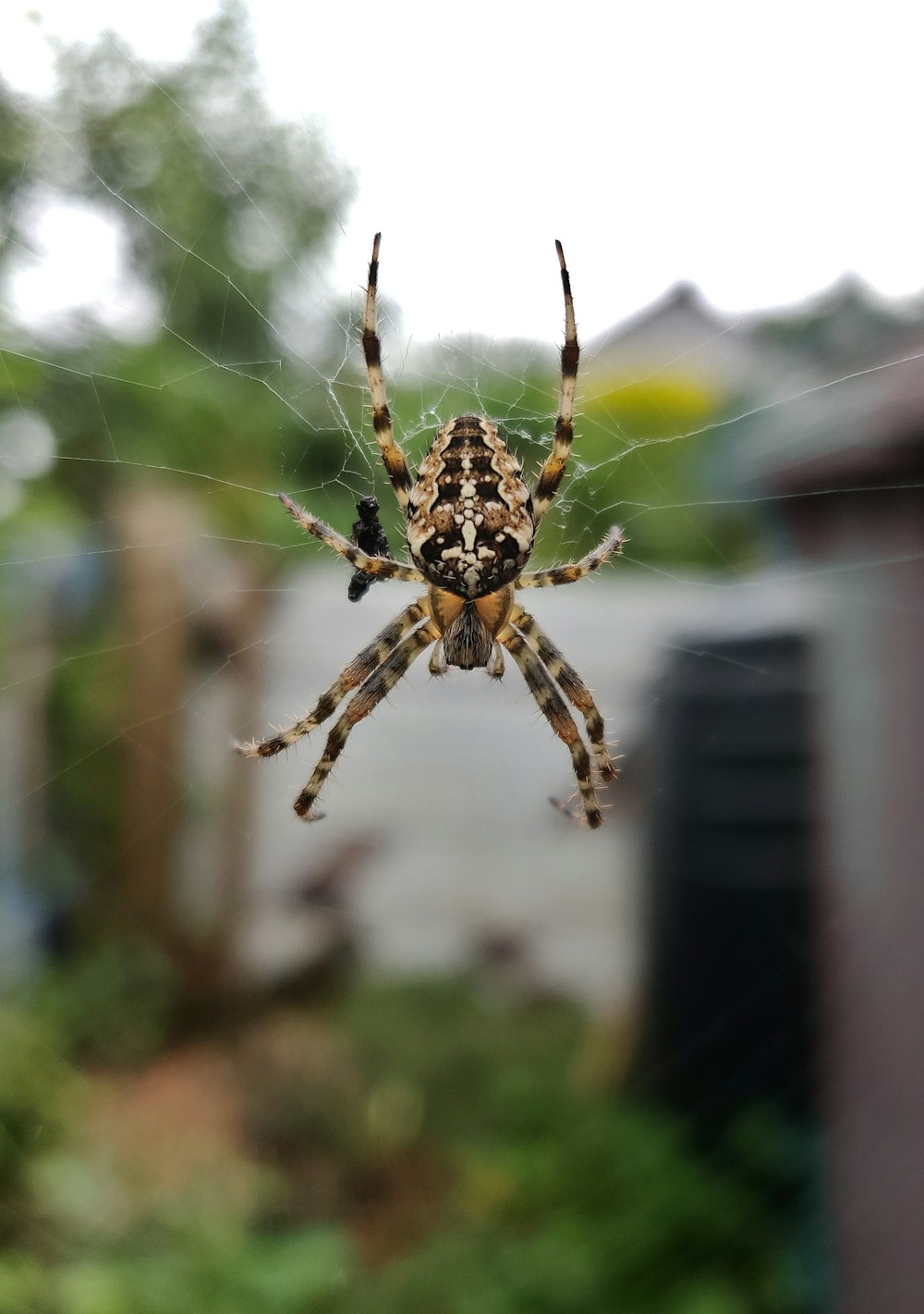 brown and black spider on web during daytime